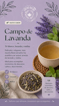 Campo de lavanda